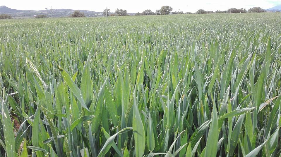 Daños causados por Lema melanopa en una parcela de regadío con trigo blando.