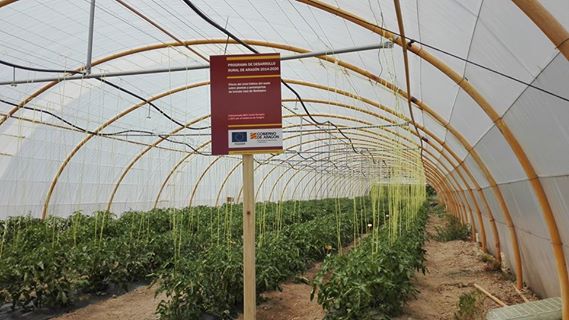 Ensayos situados en Barbastro sobre el “Efecto del nivel hídrico del suelo tomate rosa de Barbastro”