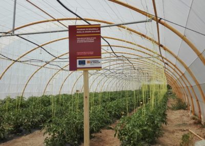 INNOVACIÓN Y PROMOCIÓN DEL CULTIVO DE TOMATE ROSA DE BARBASTRO DE CALIDAD Y PROXIMIDAD